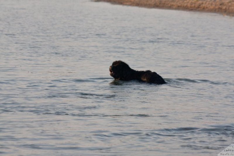 Фото: ньюфаундленд Жгучий Брюнет с Берега Дона