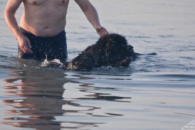 Фото: ньюфаундленд Жгучий Брюнет с Берега Дона, ньюфаундленд Бегущая по Волнам Елегант Елизабетх