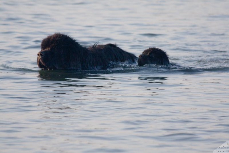 Фото: ньюфаундленд Жгучий Брюнет с Берега Дона, ньюфаундленд Бегущая по Волнам Елегант Елизабетх