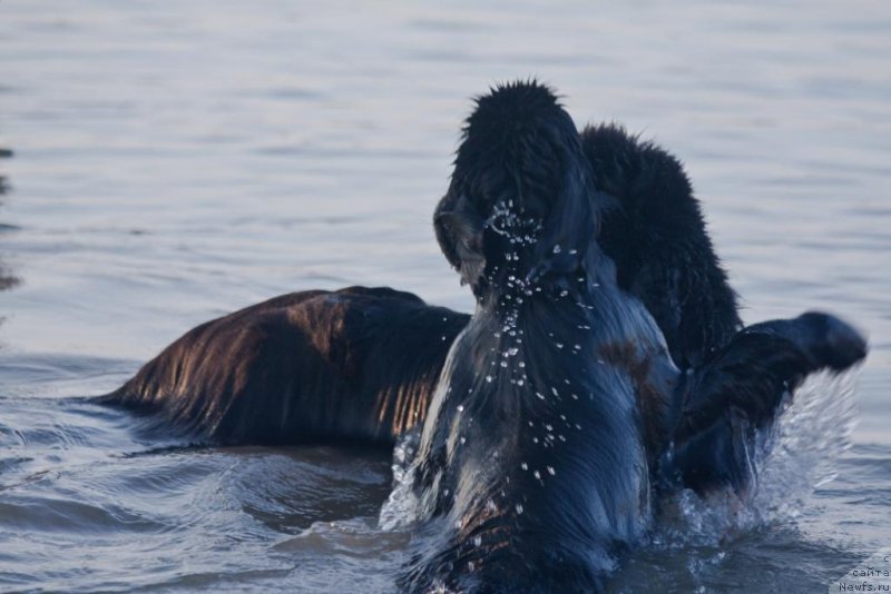 Фото: ньюфаундленд Жгучий Брюнет с Берега Дона, ньюфаундленд Бегущая по Волнам Елегант Елизабетх