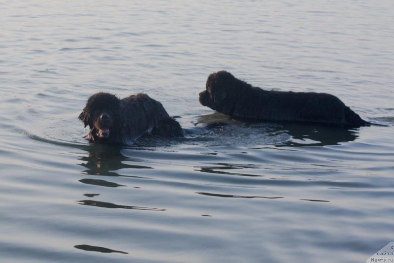 Фото: ньюфаундленд Жгучий Брюнет с Берега Дона, ньюфаундленд Бегущая по Волнам Елегант Елизабетх, ньюфаундленд Князь Додон с Берега Дона (Knyaz Dodon s Berega Dona)