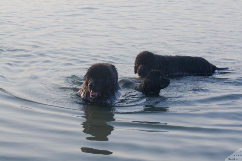 Фото: ньюфаундленд Жгучий Брюнет с Берега Дона, ньюфаундленд Бегущая по Волнам Елегант Елизабетх, ньюфаундленд Князь Додон с Берега Дона (Knyaz Dodon s Berega Dona)