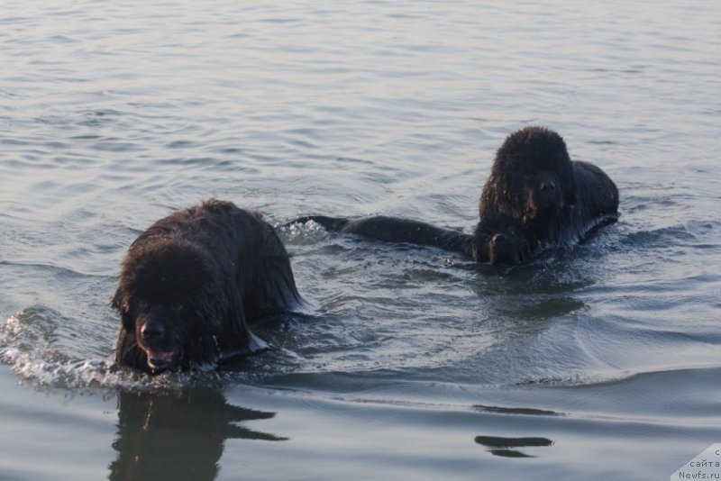 Фото: ньюфаундленд Жгучий Брюнет с Берега Дона, ньюфаундленд Бегущая по Волнам Елегант Елизабетх, ньюфаундленд Князь Додон с Берега Дона (Knyaz Dodon s Berega Dona)