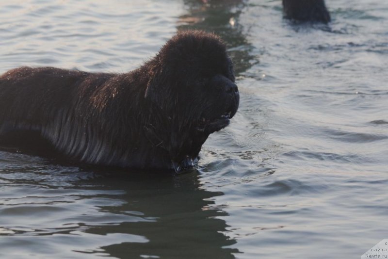 Фото: ньюфаундленд Князь Додон с Берега Дона (Knyaz Dodon s Berega Dona)