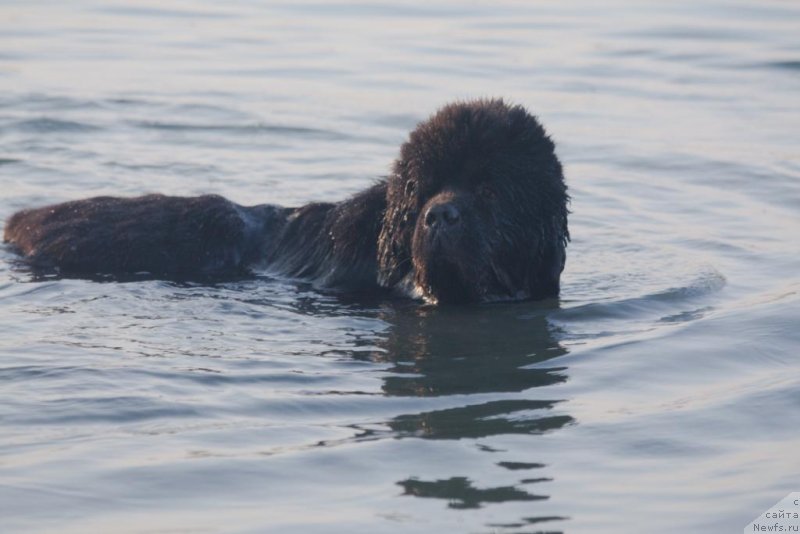 Фото: ньюфаундленд Князь Додон с Берега Дона (Knyaz Dodon s Berega Dona)