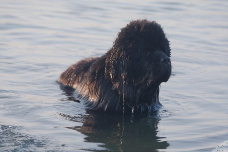 Фото: ньюфаундленд Князь Додон с Берега Дона (Knyaz Dodon s Berega Dona)