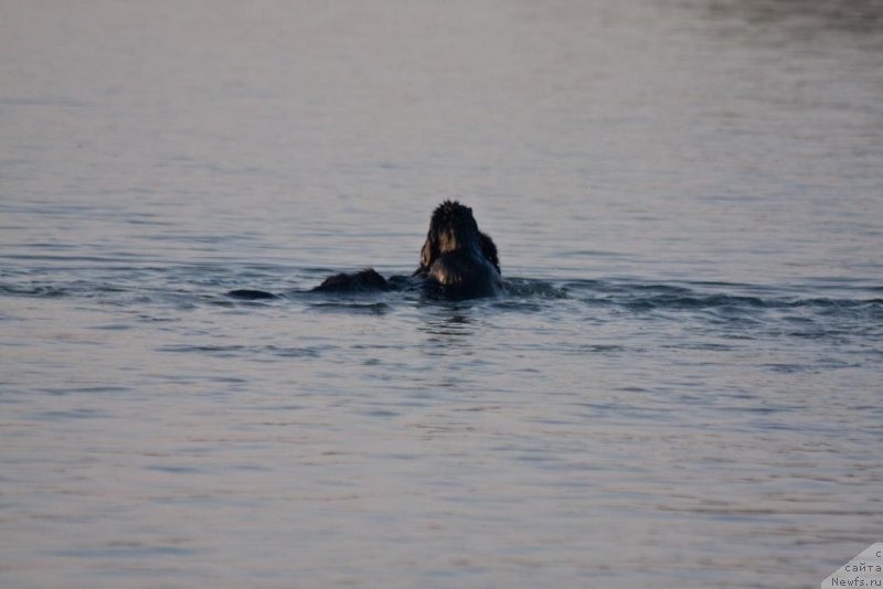 Фото: ньюфаундленд Бегущая по Волнам Елегант Елизабетх, ньюфаундленд Князь Додон с Берега Дона (Knyaz Dodon s Berega Dona)