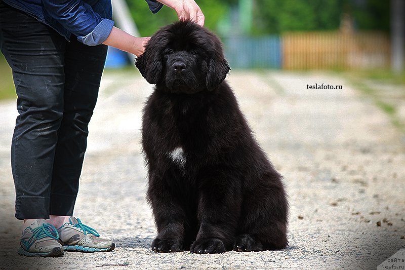 Фото: ньюфаундленд Акватория Келвин Щедрость Фортуны (Aquatoriya Kelvin Schedrost Fortuny)