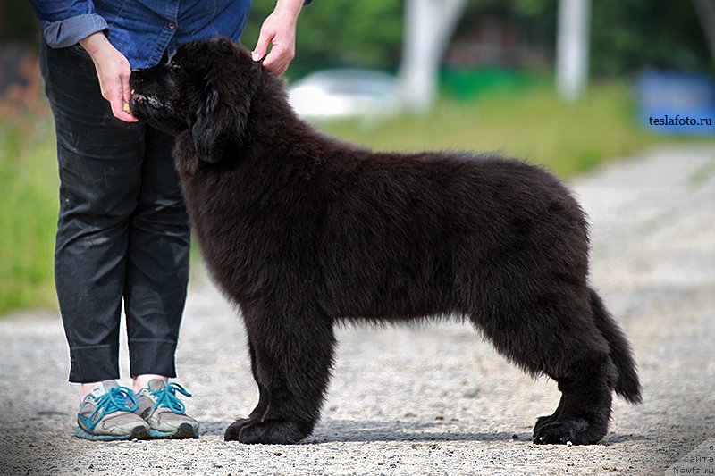 Фото: ньюфаундленд Акватория Келвин Щедрость Фортуны (Aquatoriya Kelvin Schedrost Fortuny)