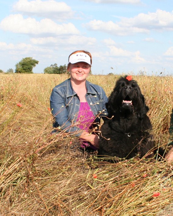 Фото: ньюфаундленд Велл Спирит Лилит (Vell Spirit Lillit)