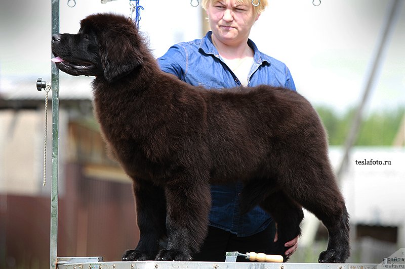 Фото: ньюфаундленд Акватория Келвин Шарлиз (Aquatoriya Kelvin Sharliz)