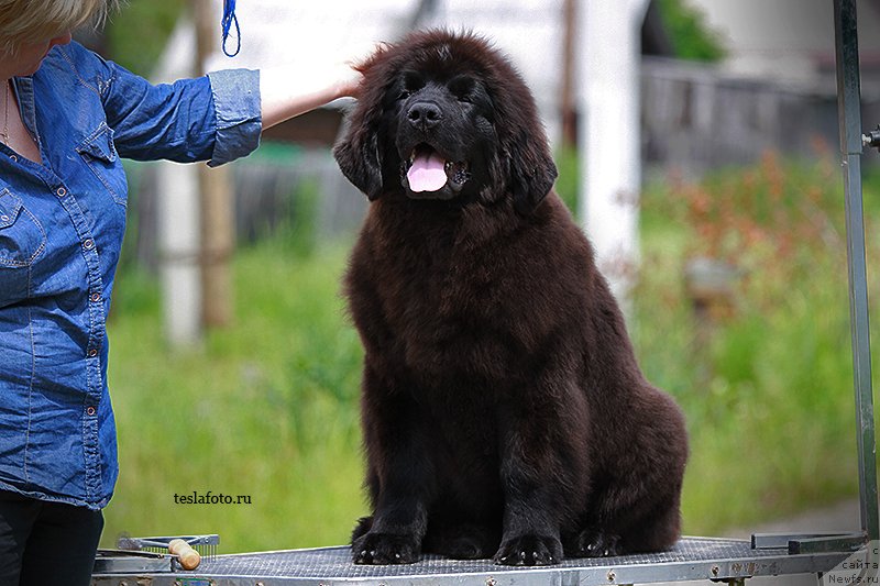 Фото: ньюфаундленд Акватория Келвин Шарлиз (Aquatoriya Kelvin Sharliz)