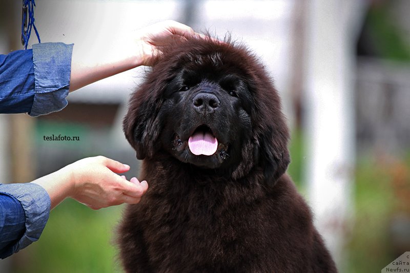 Фото: ньюфаундленд Акватория Келвин Шарлиз (Aquatoriya Kelvin Sharliz)