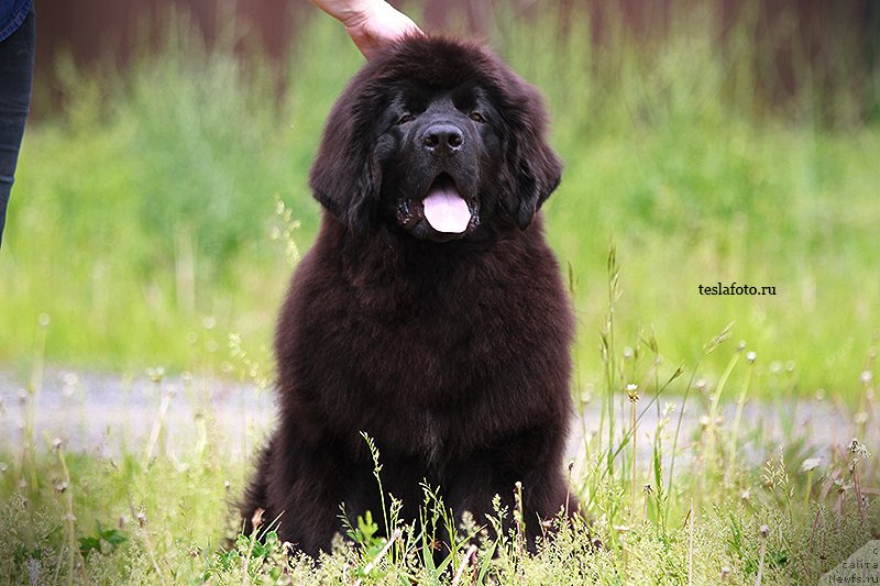 Фото: ньюфаундленд Акватория Келвин Шлягер