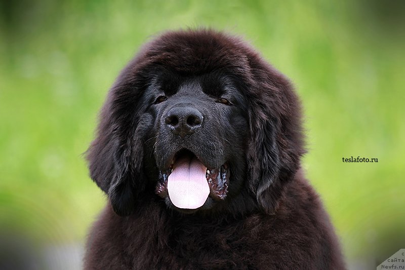 Фото: ньюфаундленд Акватория Келвин Шлягер