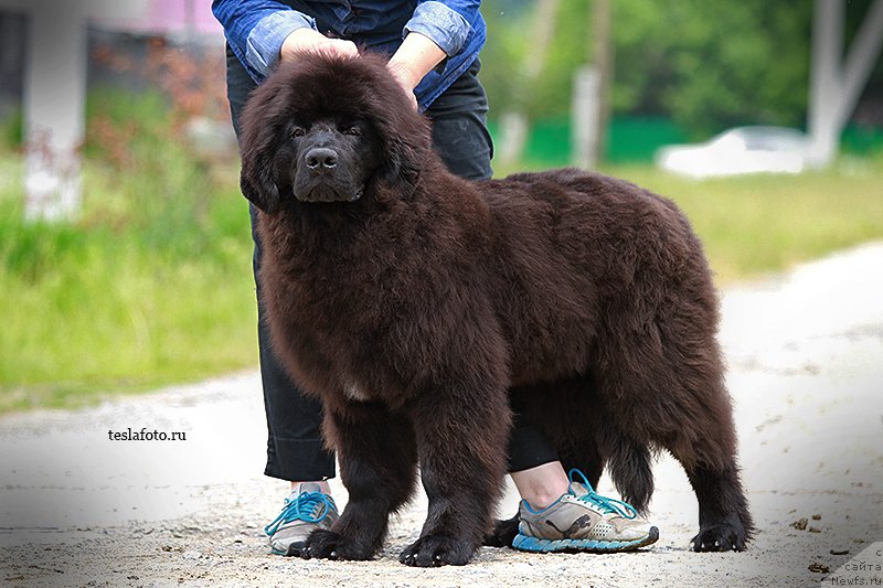 Фото: ньюфаундленд Акватория Келвин Штурман
