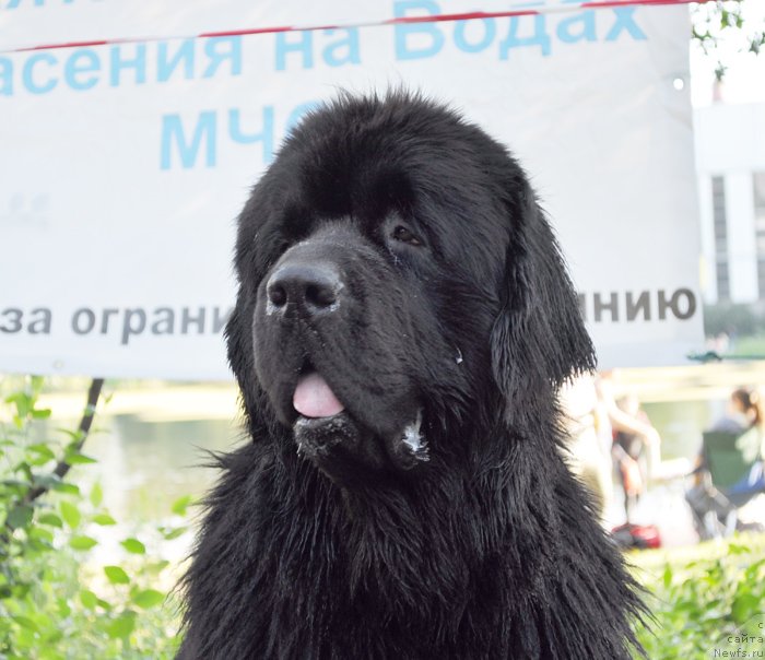 Фото: ньюфаундленд Бегущая по Волнам Деал Ме Ин (Beguschaya po Volnam Deal Me In)