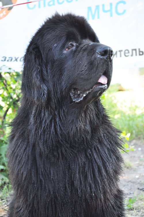 Фото: ньюфаундленд Бегущая по Волнам Деал Ме Ин (Beguschaya po Volnam Deal Me In)