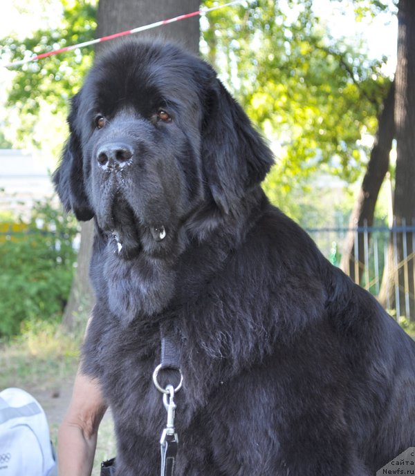 Фотография № 129906