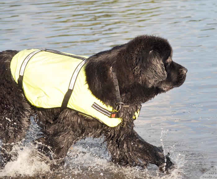 Фото: ньюфаундленд Бегущая по Волнам Харизма (Beguschaya po Volnam Harizma)