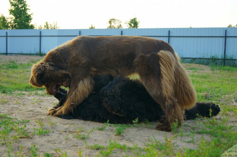 Фото: ньюфаундленд Атлант Бэст, ньюфаундленд Хаппинесс Лонг-Аваитед с Берега Дона (Happyness Long-Awaited s Berega Dona)