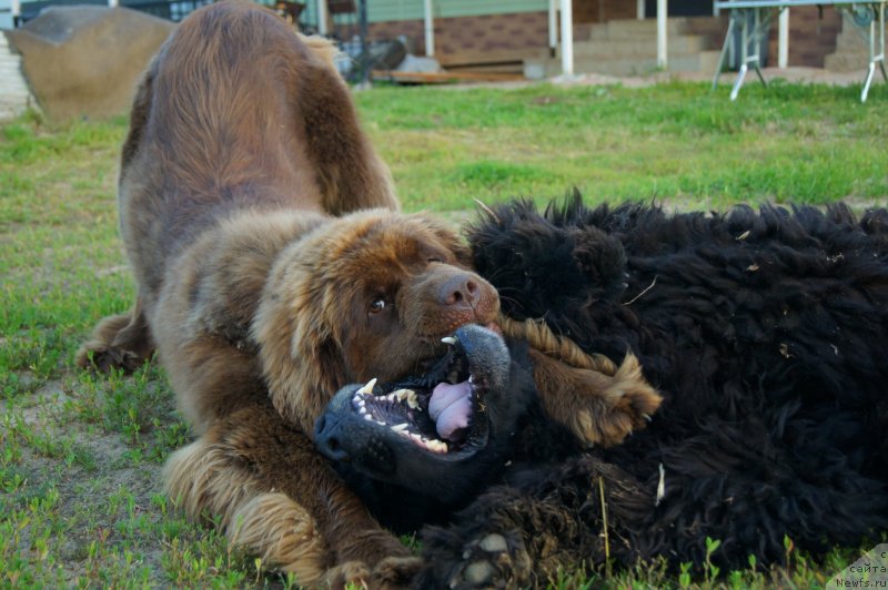 Фото: ньюфаундленд Атлант Бэст, ньюфаундленд Хаппинесс Лонг-Аваитед с Берега Дона (Happyness Long-Awaited s Berega Dona)