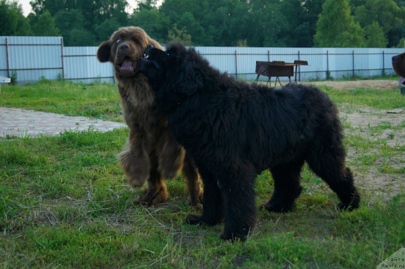 Фото: ньюфаундленд Атлант Бэст, ньюфаундленд Хаппинесс Лонг-Аваитед с Берега Дона (Happyness Long-Awaited s Berega Dona)