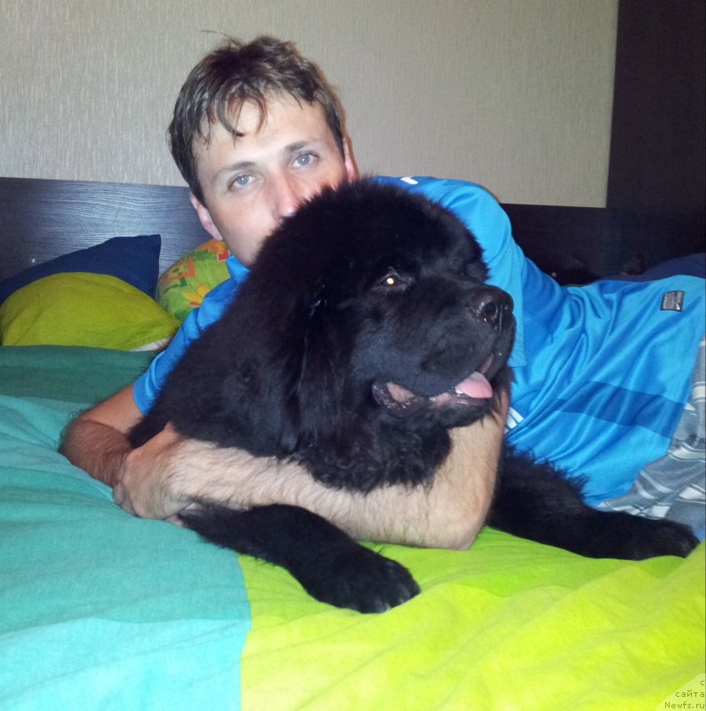 Фото: ньюфаундленд Бегущая по Волнам Есперанто Етуло Чуи