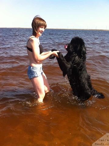 Фото: Анна Масальская, ньюфаундленд Аквиан Сонг Инсайд Ми Ворд