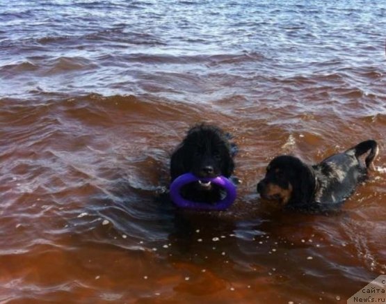 Фото: ньюфаундленд Аквиан Сонг Инсайд Ми Ворд