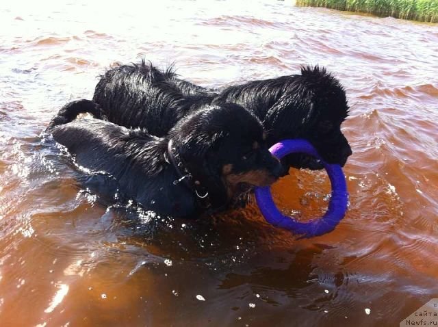 Фото: ньюфаундленд Аквиан Сонг Инсайд Ми Ворд