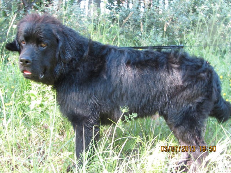 Фото: ньюфаундленд Чинуа Декам Лаки Дэвил