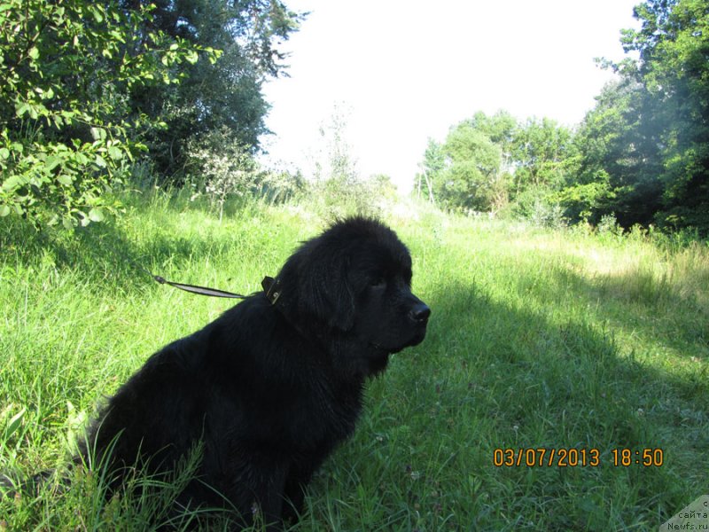 Фото: ньюфаундленд Чинуа Декам Лаки Дэвил