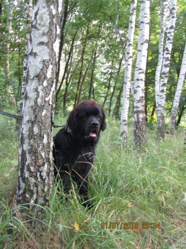 Фото: ньюфаундленд Чинуа Декам Лаки Дэвил