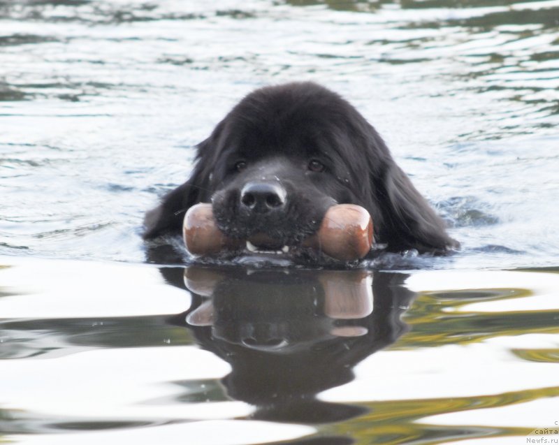 Фото: ньюфаундленд Бегущая по Волнам Доюбле Даре