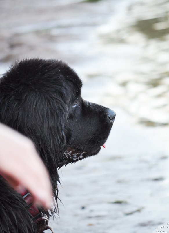Фото: ньюфаундленд Бегущая по Волнам Доюбле Даре
