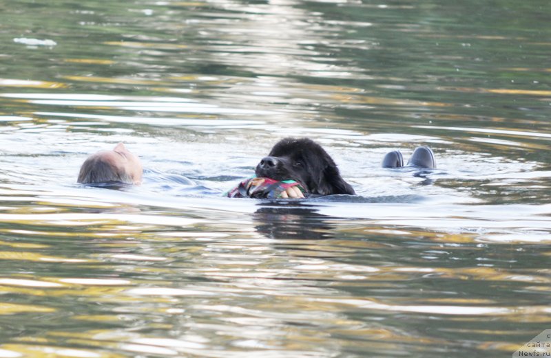 Фото: ньюфаундленд Бегущая по Волнам Доюбле Даре, Анита Баджадж