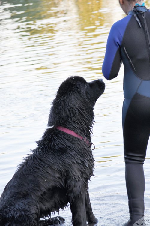 Фото: ньюфаундленд Бегущая по Волнам Доюбле Даре
