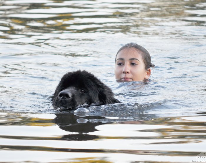 Фото: ньюфаундленд Бегущая по Волнам Доюбле Даре, Анита Баджадж