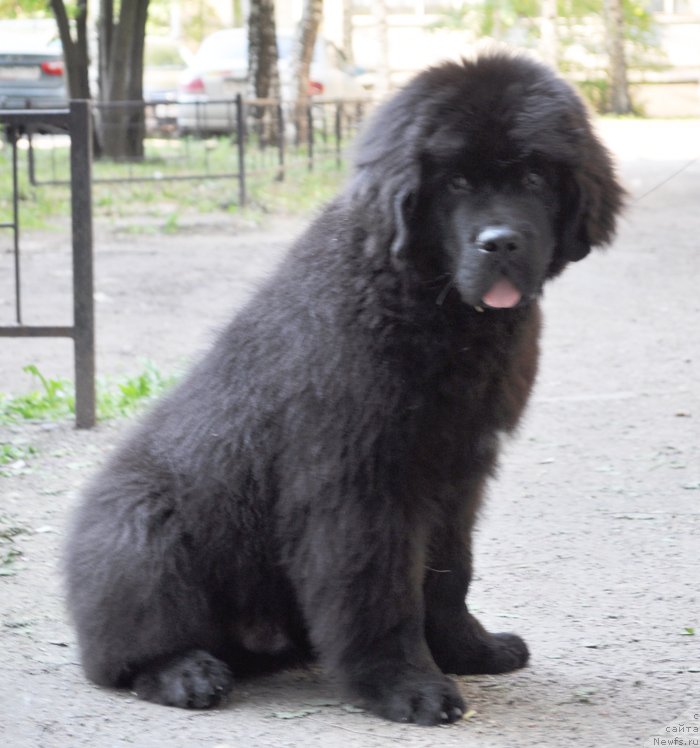 Фото: ньюфаундленд Бегущая по Волнам Есперанто Етуло Чуи