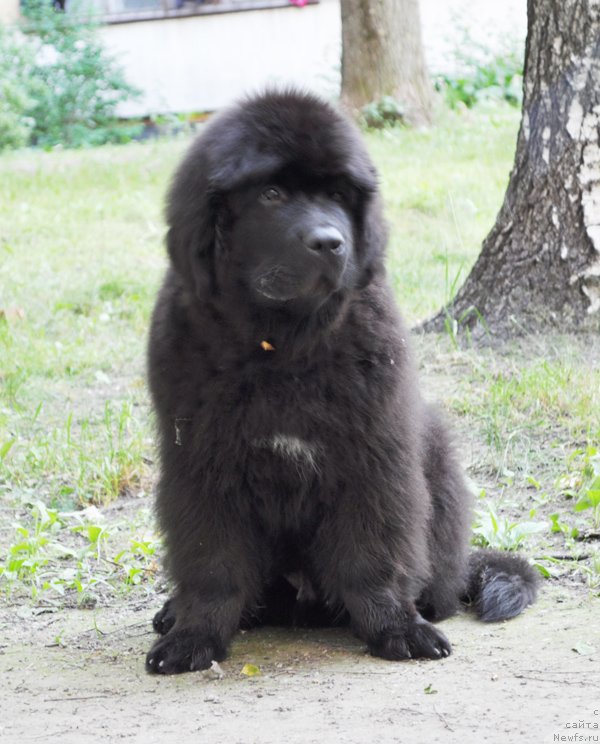 Фото: ньюфаундленд Бегущая по Волнам Есперанто Етуло Чуи