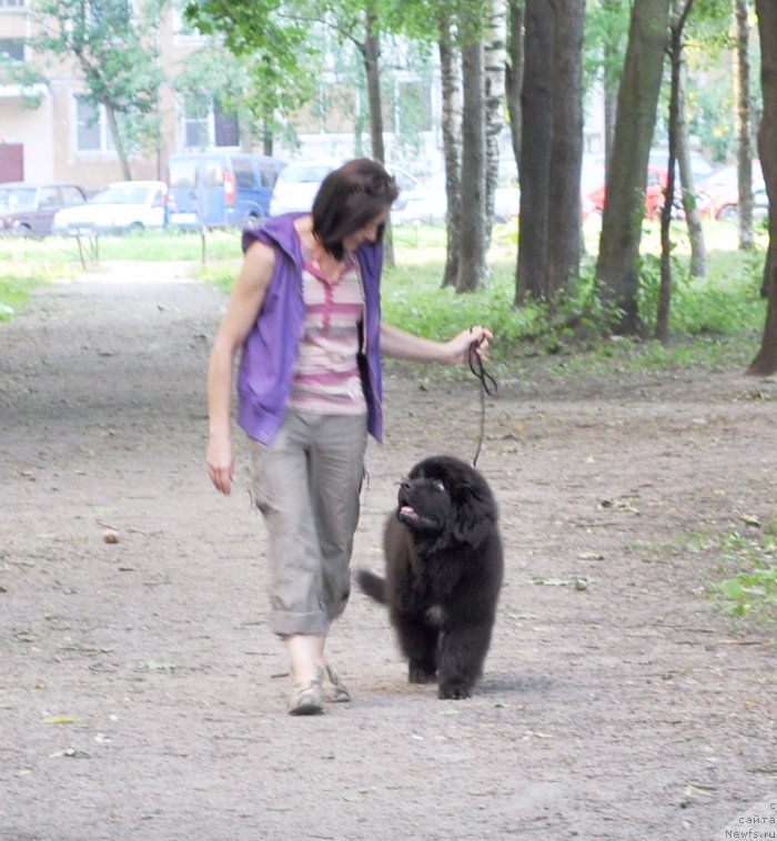 Фото: ньюфаундленд Бегущая по Волнам Есперанто Етуло Чуи