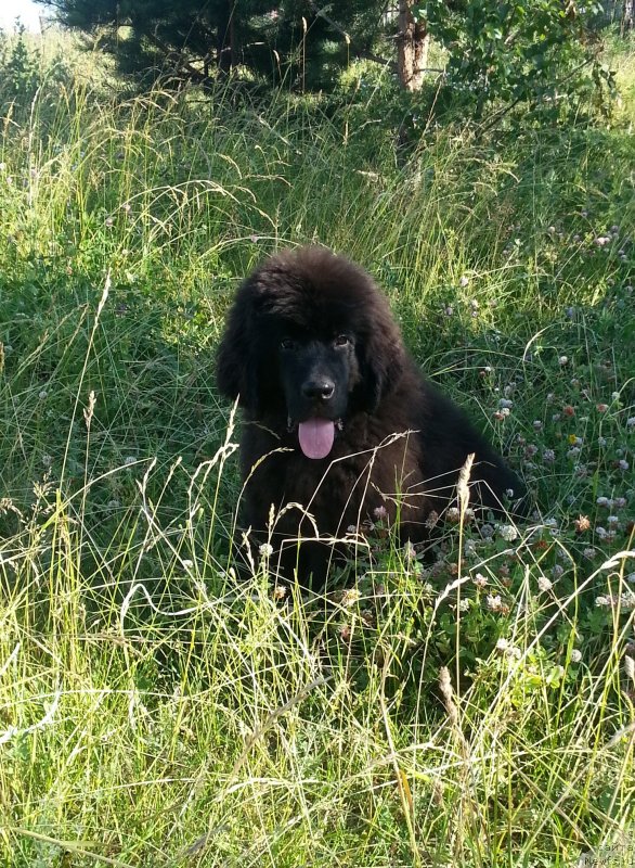 Фотография № 129981