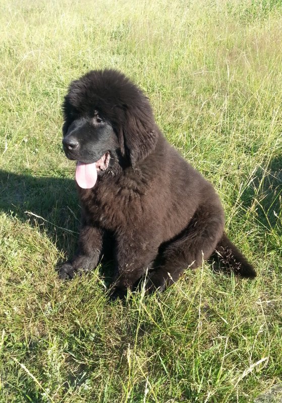 Фото: ньюфаундленд Черная Мафия Зесту Бетту (Chernaya Mafia Zesty Betty)