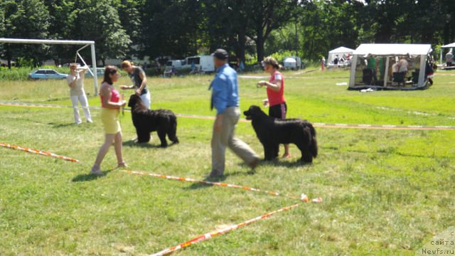 Фото: ньюфаундленд Альфа Таури Династия Совершенства (Аlpha Tauri Dinastiya Soverchenstva), Анна Пронская, ньюфаундленд Vanilla Sky Lady Super Mishka, Светлана Самборская