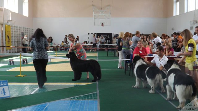 Фото: ньюфаундленд Vanilla Sky Lady Super Mishka, ньюфаундленд Archibald Good Win Super Mishka (Арчибальд Гуд Вин Супер Мишка), ньюфаундленд Amanda Arctic Bell Super Mishka