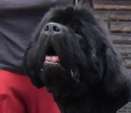 Фото: ньюфаундленд Дар Свезы Баскет оф Росес