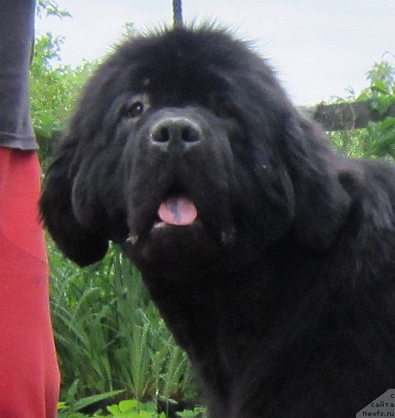 Фото: ньюфаундленд Дар Свезы Баскет оф Росес