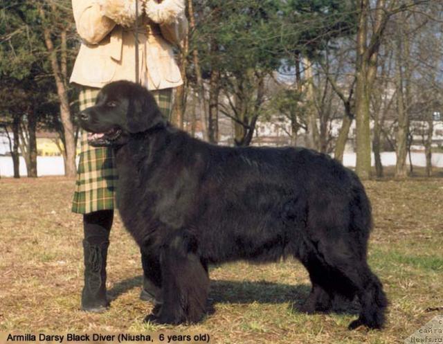 Фото: ньюфаундленд Армилла Дарси Блэк Дайвер