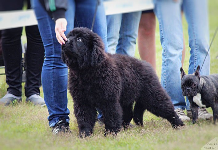 Фотография № 130020